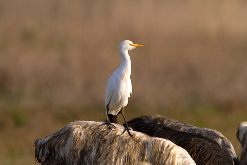 Volti della campagna laziale.